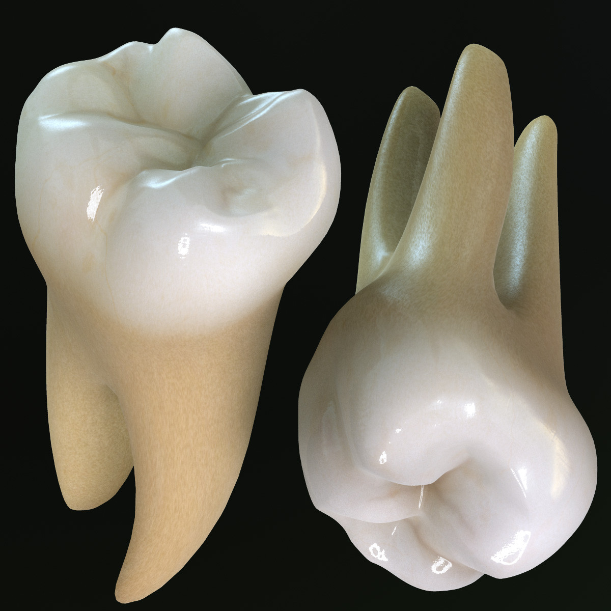 Anatomia Dei Denti Montessori – Kit Educativo Con Modello Dente, Mascella E Carte Nomenclature – Gioco Per Imparare L'Igiene Orale